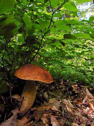  Image name: 242 Porcino.jpg 
 width: 370 pixel 
 height: 493 pixel 
 Size: 20390 bytes 
 Click to enlarge 